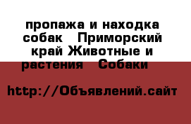 пропажа и находка собак - Приморский край Животные и растения » Собаки   